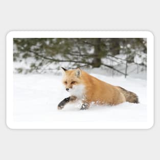 Red Fox - Algonquin Park Sticker